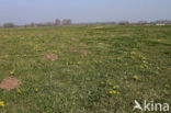 Meadow Gagea (Gagea pratensis)
