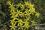 Meadow Gagea (Gagea pratensis)