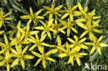 Meadow Gagea (Gagea pratensis)
