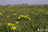 Meadow Gagea (Gagea pratensis)