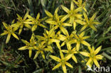 Meadow Gagea (Gagea pratensis)