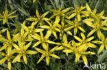 Meadow Gagea (Gagea pratensis)
