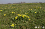 Meadow Gagea (Gagea pratensis)