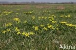 Meadow Gagea (Gagea pratensis)