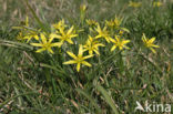 Meadow Gagea (Gagea pratensis)