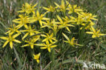 Meadow Gagea (Gagea pratensis)