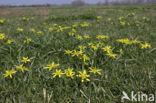 Meadow Gagea (Gagea pratensis)