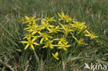 Meadow Gagea (Gagea pratensis)