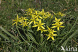 Meadow Gagea (Gagea pratensis)