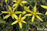 Meadow Gagea (Gagea pratensis)