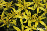Meadow Gagea (Gagea pratensis)