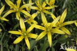 Meadow Gagea (Gagea pratensis)