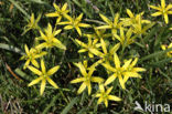 Meadow Gagea (Gagea pratensis)