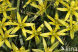 Meadow Gagea (Gagea pratensis)