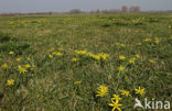 Meadow Gagea (Gagea pratensis)