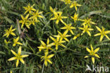 Meadow Gagea (Gagea pratensis)