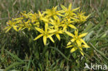 Meadow Gagea (Gagea pratensis)