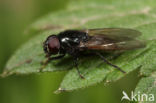 Weidegitje (Cheilosia albitarsis)