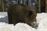 Wild Boar (Sus scrofa)