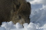 Wild Boar (Sus scrofa)