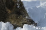 Wild Boar (Sus scrofa)