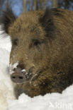 Wild Boar (Sus scrofa)