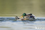 Mallard