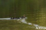 Wilde Eend (Anas platyrhynchos)