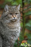 Wilde kat (Felis silvestris)