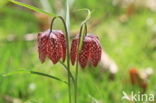 Wilde kievitsbloem (Fritillaria meleagris)