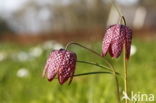 Wilde kievitsbloem (Fritillaria meleagris)