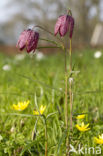 Wilde kievitsbloem (Fritillaria meleagris)