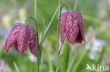 Wilde kievitsbloem (Fritillaria meleagris)