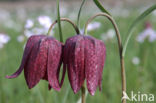 Wilde kievitsbloem (Fritillaria meleagris)