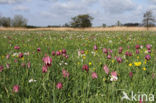 Wilde kievitsbloem (Fritillaria meleagris)