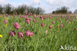 Wilde kievitsbloem (Fritillaria meleagris)