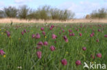 Wilde kievitsbloem (Fritillaria meleagris)