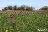 Wilde kievitsbloem (Fritillaria meleagris)