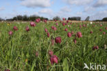 Wilde kievitsbloem (Fritillaria meleagris)