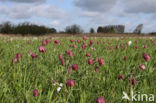 Wilde kievitsbloem (Fritillaria meleagris)