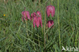 Wilde kievitsbloem (Fritillaria meleagris)