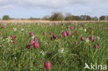 Wilde kievitsbloem (Fritillaria meleagris)