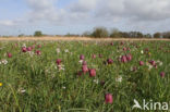 Wilde kievitsbloem (Fritillaria meleagris)