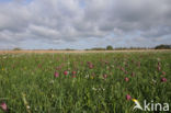 Wilde kievitsbloem (Fritillaria meleagris)