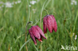 Wilde kievitsbloem (Fritillaria meleagris)