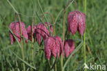 Wilde kievitsbloem (Fritillaria meleagris)