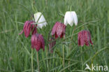 Wilde kievitsbloem (Fritillaria meleagris)