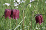 Wilde kievitsbloem (Fritillaria meleagris)