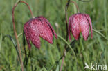 Wilde kievitsbloem (Fritillaria meleagris)