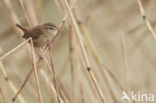 Winterkoning (Troglodytes troglodytes)